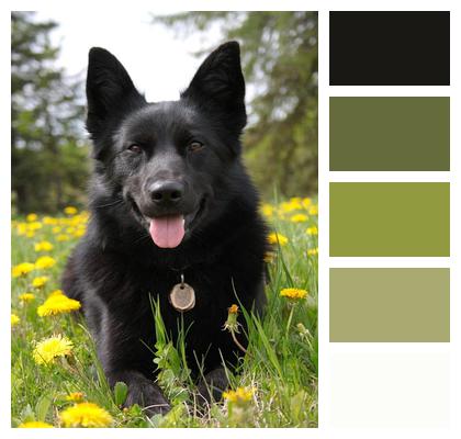 Dog Black Dog German Shepherd Image